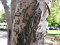 Tent caterpillars