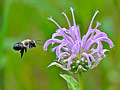 Bumblebee