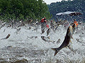 Asian carp