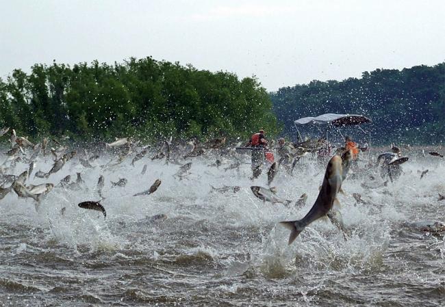 chinese carp fish