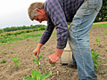 Harvesting asparagus
