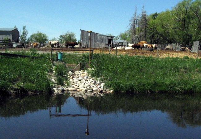 feedlot runoff