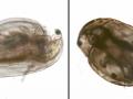 Daphnid nanoparticle