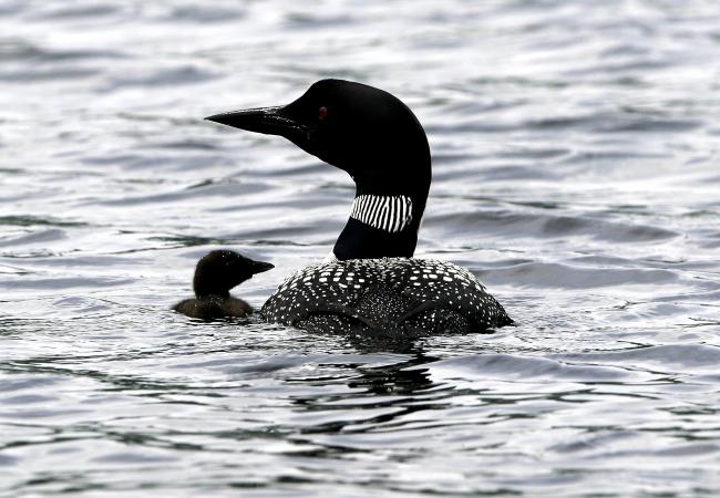 common loon drawing. common loon winter.