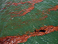 BP oil spill