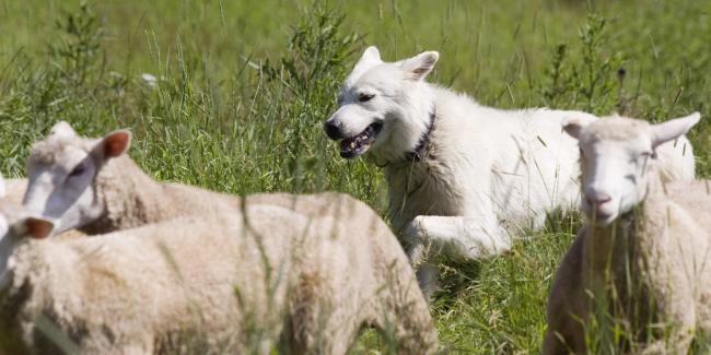 Dog And Sheep