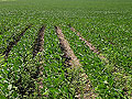Soybean rows