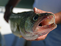 Walleye