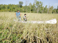 Wild rice harvesting