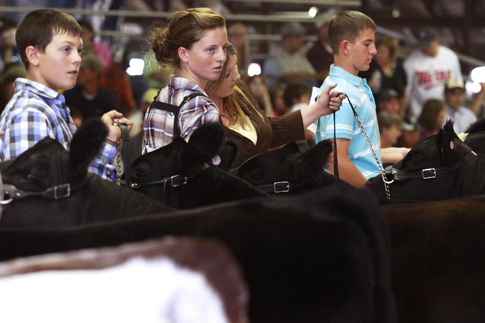 4-H at the fair