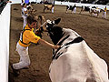 4-H at the fair