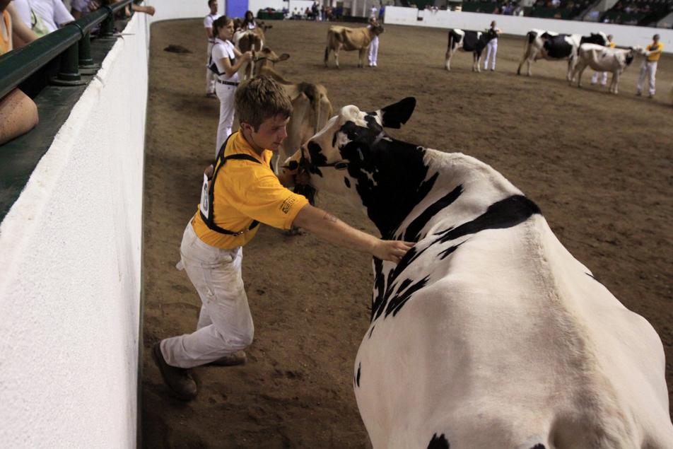 4-H at the fair