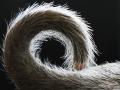 Closeup 1