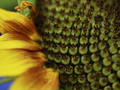 Closeup 2