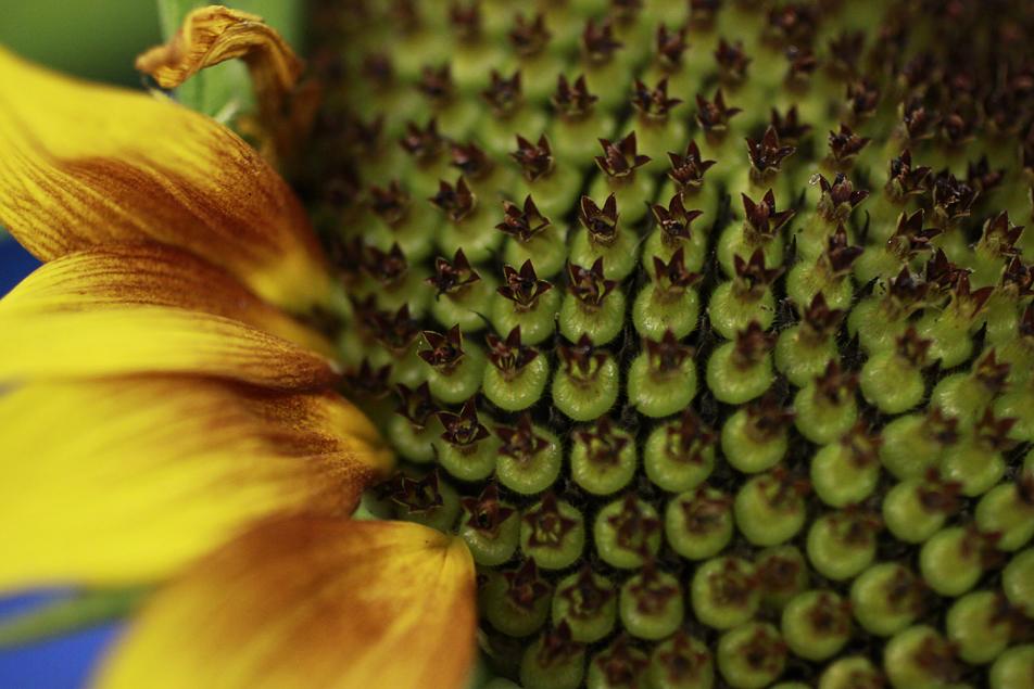Closeup 2