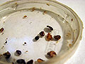 Bedbugs