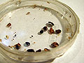 Bedbugs