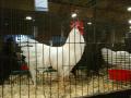 White feathers