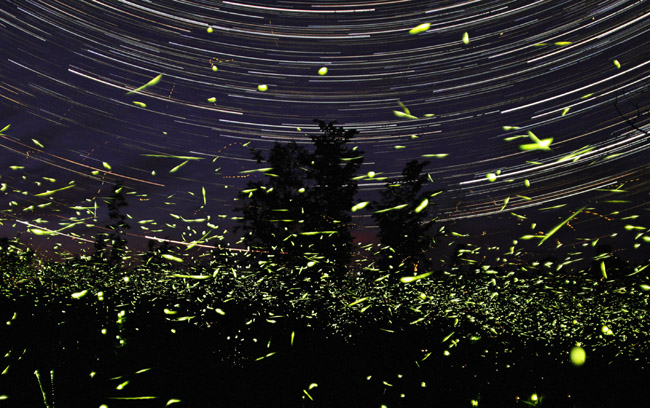  fireflies fly in front of his home in Big Bay Ontario in Canada