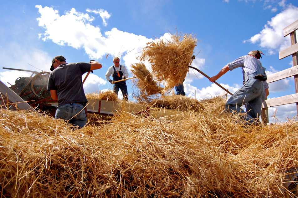 Loading wheat