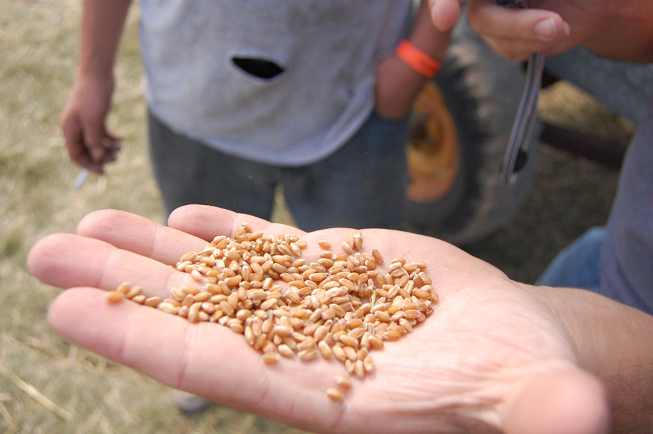 Seed