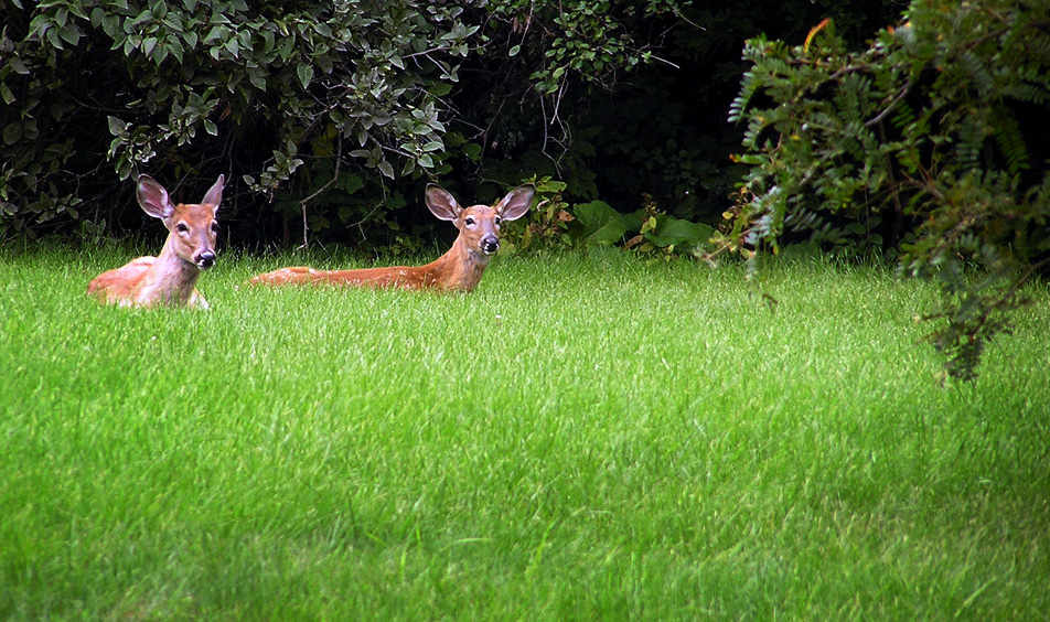 Nearby wildlife