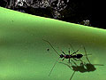 Stingless wasp