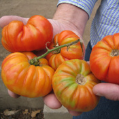 Heirloom tomatoes from Robert Coughlin's garden.