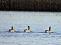 Larger view
