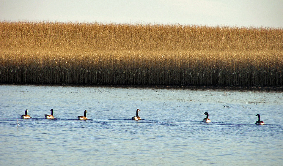 Geese move in