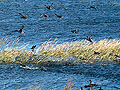 Ducks