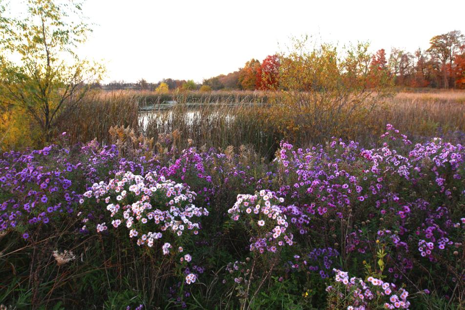 Fall in Minnesota.