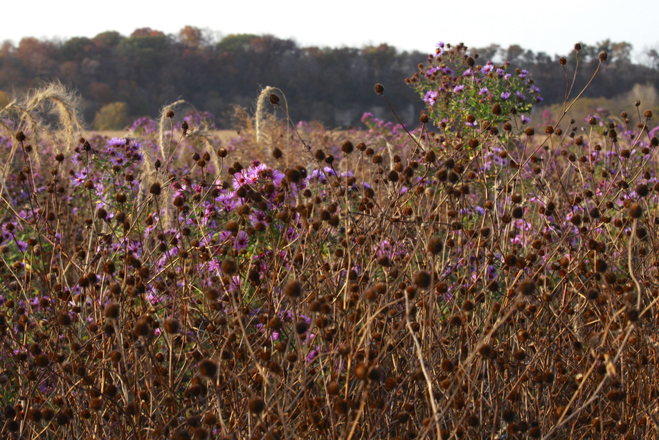 Fall in Minnesota.
