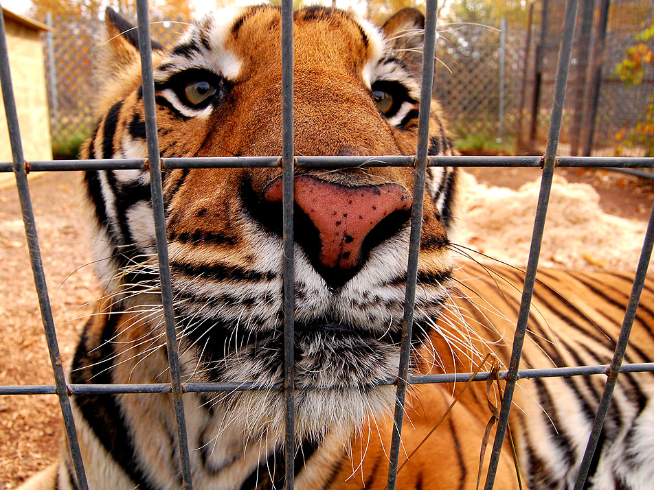 Zeus the tiger
