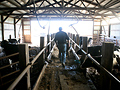 In the barn