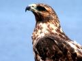 Galapagos hawk