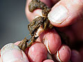 Didymo, aka rock snot
