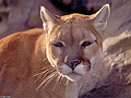 Mountain lion