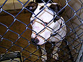 More mixed breed dogs