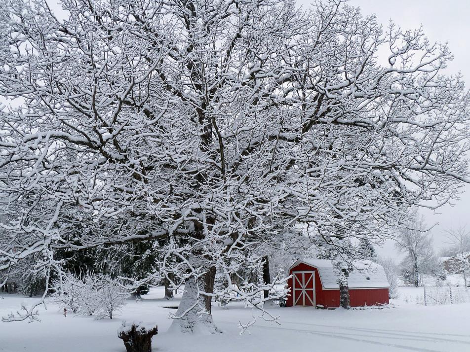 Winter scene