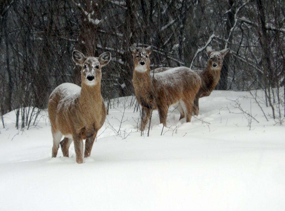 Deer