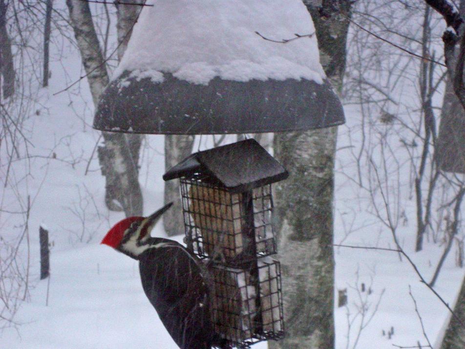 Woodpecker in the snow