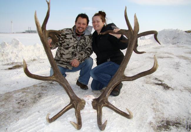 Kittson County Elk. elk in East Grand Forks,
