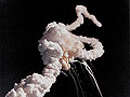 Challenger disaster