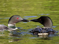 Common Loon