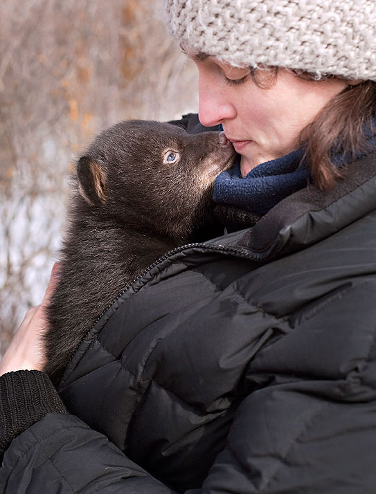 Bear cub