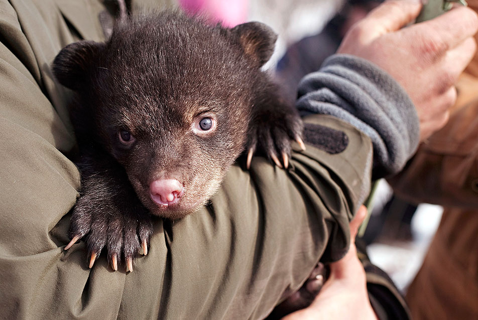 Bear cub