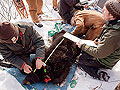 Measuring a bear