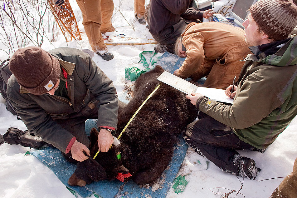 Measuring a bear