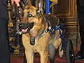 Major, the police dog